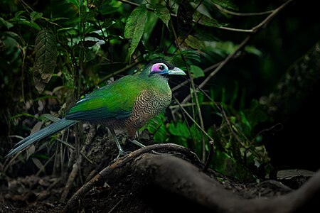 Sumatran ground cuckoo, by JJ Harrison