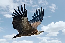 Vautour fauve en vol au-dessus du parc zoologique d'Amnéville.