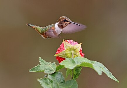 Volcano hummingbird in flight, by Charlesjsharp