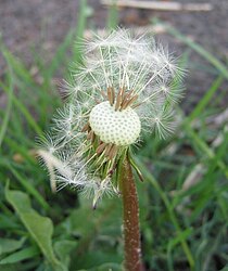 Vruchtjes van de paardenbloem