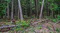 Extensive forests cover the core of Mackinac Island.