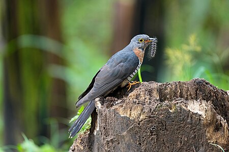 Red-chested cuckoo, by Giles Laurent