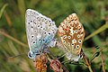 Kopulacja modraszka korydona (Polyommatus coridon)