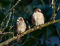 Male and female in New York