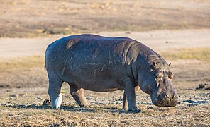 Hippopotamus amphibius (Hippopotamidae)