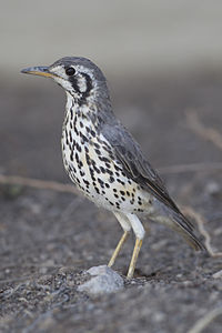 Groundscraper thrush, by Yathin sk