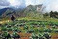 Kåldyrking på Haiti