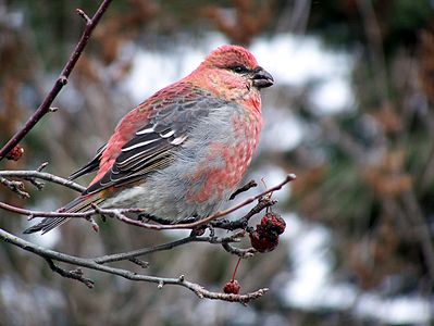 Pine grosbeak, by 72426950scott (edited by Papa Lima Whiskey)