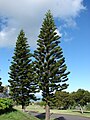 Havupuilla on usein ylöspäin tasaisesti kapeneva kartiomainen latvus. Kuvassa pilariaraukaria (Araucaria columnaris).