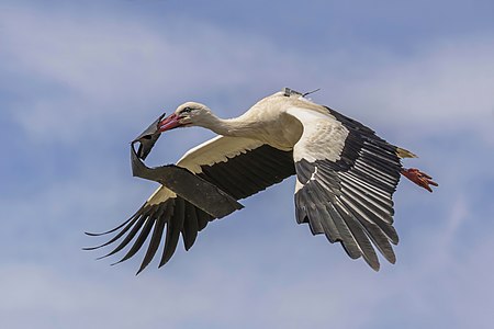 White stork in flight, by Charlesjsharp