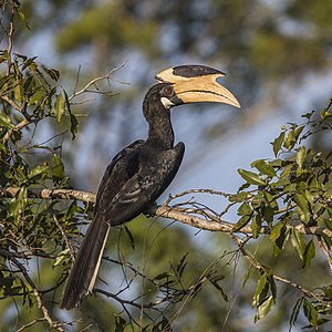 Malabar pied hornbill, male, by Charlesjsharp