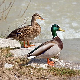 Mallard ducks