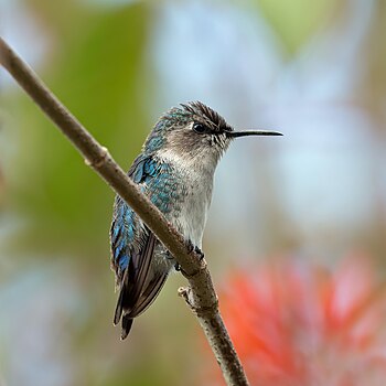 Bee hummingbird