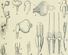 Die Pflanzenwelt Afrikas, insbesondere seiner tropischen Gebiete - Grundzge der Pflanzenverbreitung im Afrika und die Charakterpflanzen Afrikas (1910) (20752542508).jpg