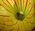 Moth, Idia lubricalis in Sarracenia purpurea.