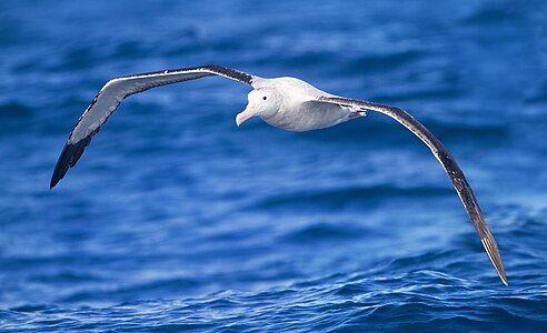 Flying snowy albatross, by JJ Harrison