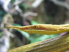 Langaha madagascariensis a des écailles qui forment un long rostre.