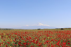 Vegetație în zona Ararat