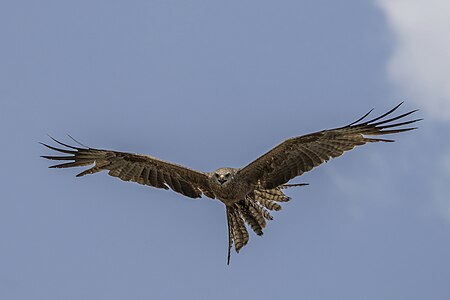 Black kite in flight, by Charlesjsharp