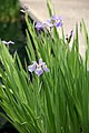 Iris versicolor 'Blue Flag'