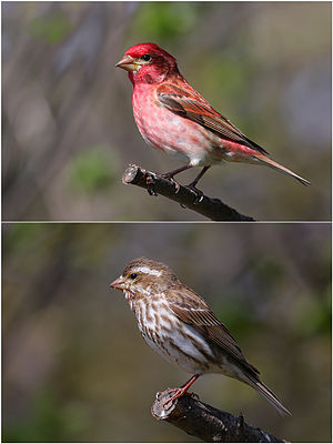 Purple finch