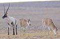 Tibetantilope