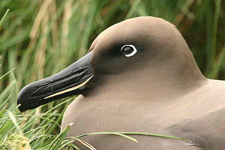 Light-mantled albatross, by Kroclebo