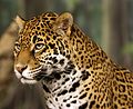 Jaguar (Panthera onca, Felidae).