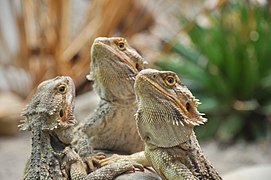 Pogona vitticeps ou Agame barbu.