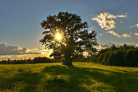 Tamme-Lauri Oak