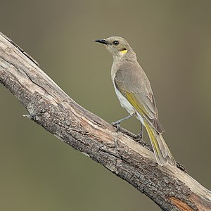 Fuscous honeyeater, by JJ Harrison