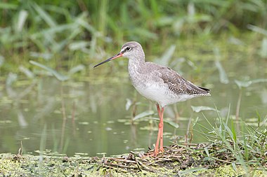 Spotted redshank