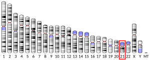 Chromosome 21 (human)