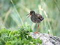 Common redshank in the Hailuoto Island, Finland