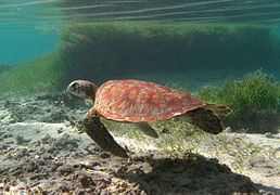 Зелена желка (Chelonia mydas).