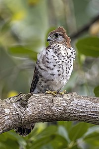 Mauritius kestrel, by Charlesjsharp