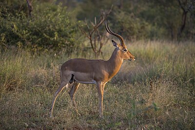 Impala (Aepyceros melampus) male Kruger.jpg