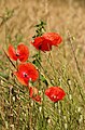 Klatschmohn (Papaver rhoeas)