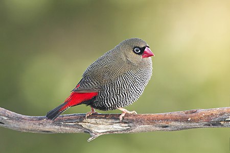 Beautiful firetail, male, by JJ Harrison