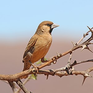 Sociable weaver, by Charlesjsharp