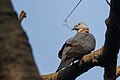 Ashy wood pigeon