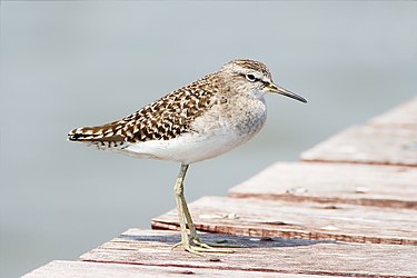 Wood Sandpiper