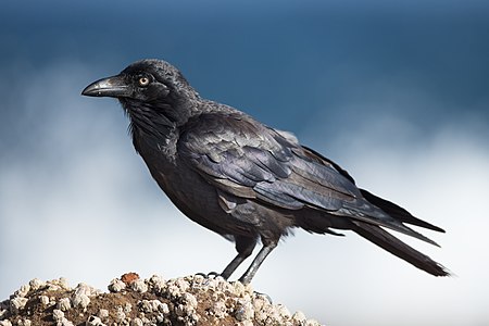 Australian raven, by JJ Harrison