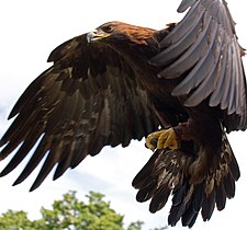 National bird of Afghanistan