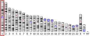 Chromosome 1 (human)