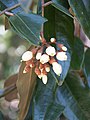 Kvetoucí Leptolaena multiflora