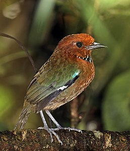 Rufous-headed ground roller, by Charlesjsharp