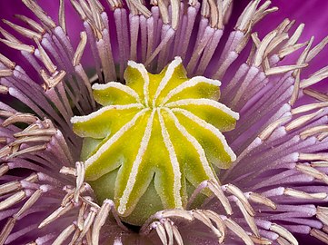 Close-up of flower center