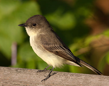 Eastern phoebe, by John Benson