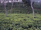 A Tea Garden of Cachar, Assam, India